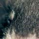 Spock